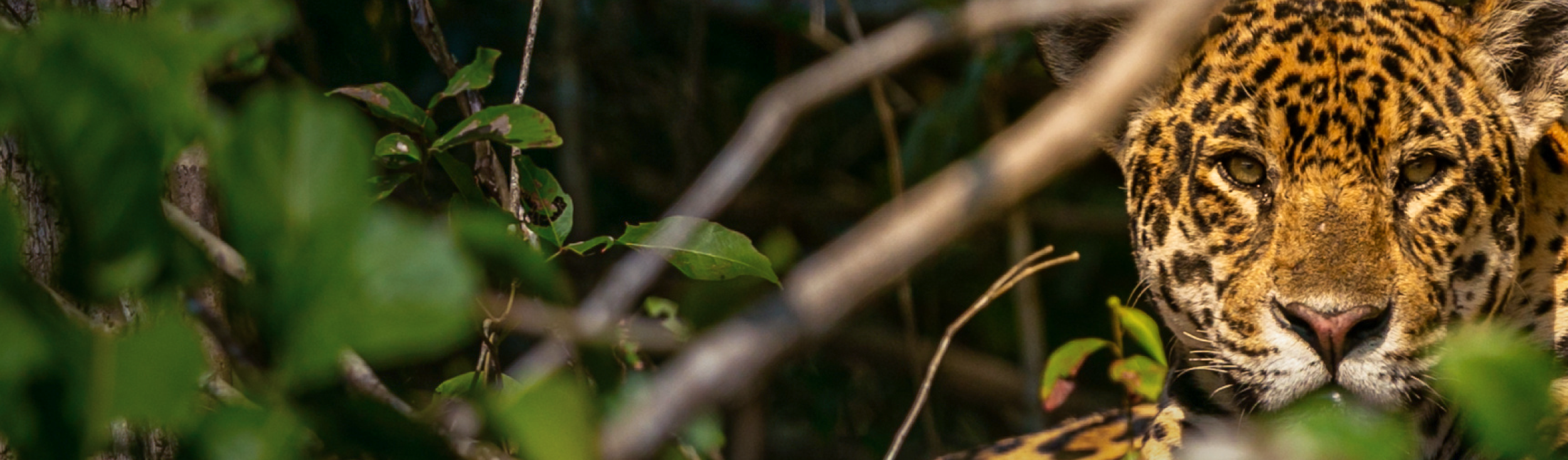 Jaguar en la selva